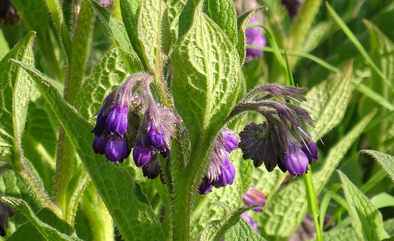 Credit : https://commons.wikimedia.org/wiki/File:Symphytum_officinale_(Common_Comfrey),_Lainshaw_Woods,_Stewarton,_Scotland.jpg